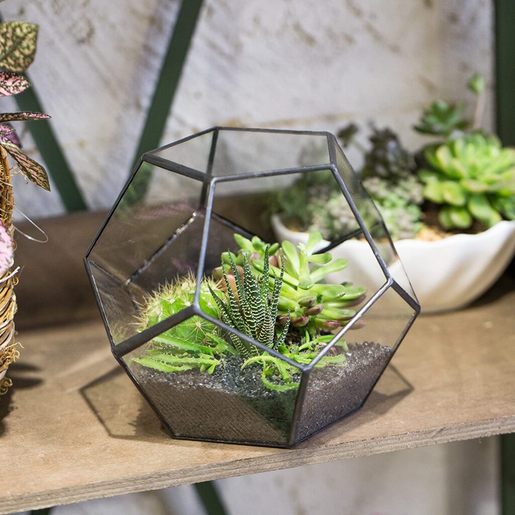 Open terrarium with succulents and cacti arrangement