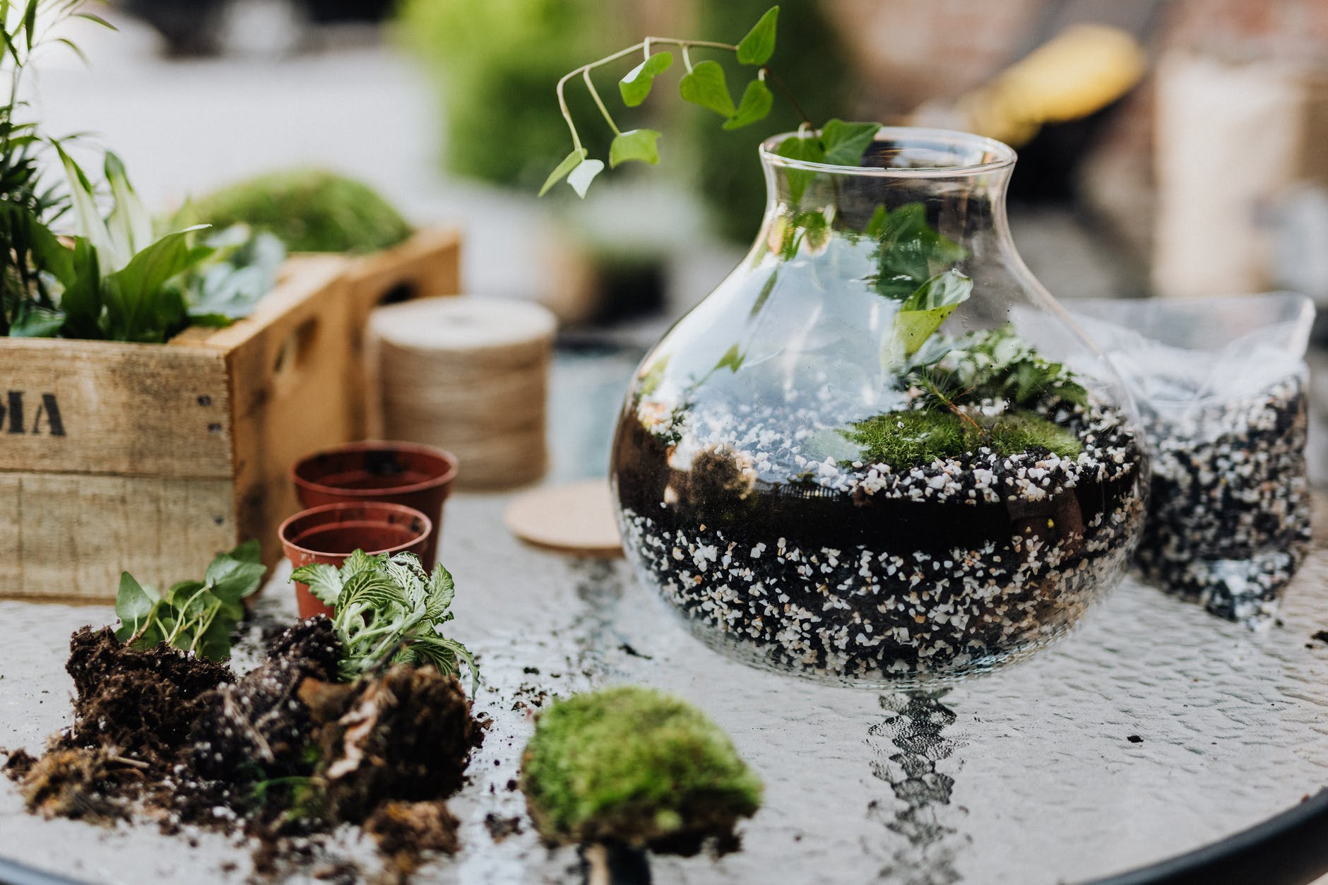 Terrarium supplies laid out for a build — glass vessel, moss, plants, pots and substrate
