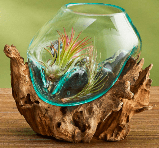 Hand Blown Molten Glass & Teak Wood Terrarium 2