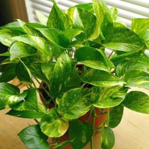 Golden Pothos