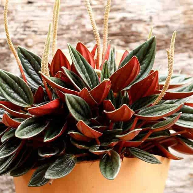 Peperomia Rosso compact terrarium plant