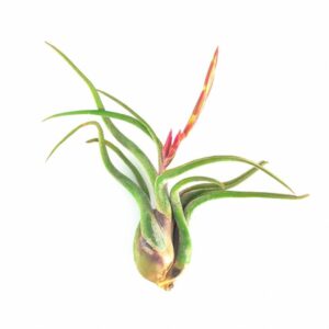 How to grow and care for Tillandsia Caput-medusae air plants in terrariums