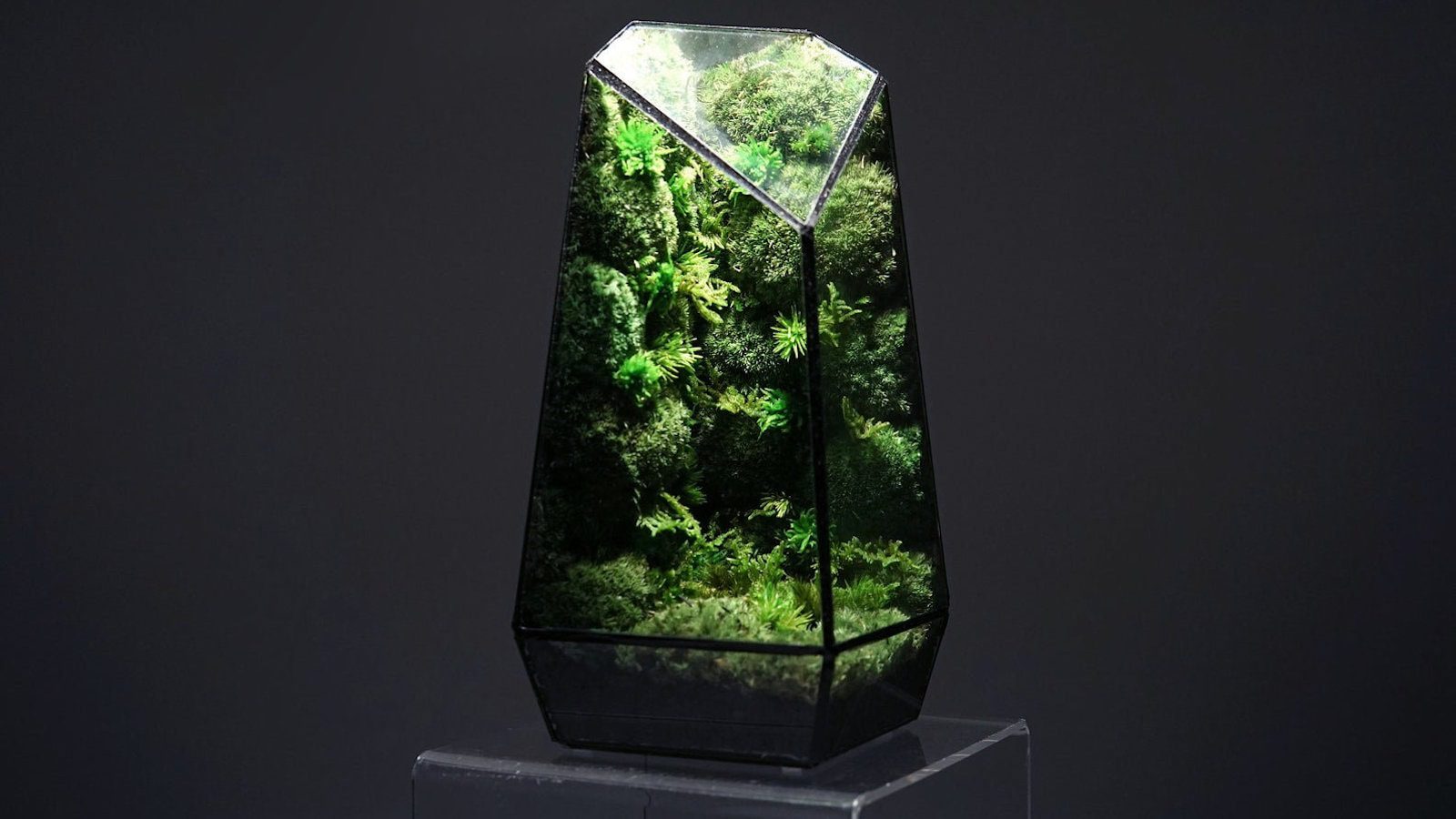 TerraLiving Vertex ZERO Pure Moss Wall preserved moss terrarium
