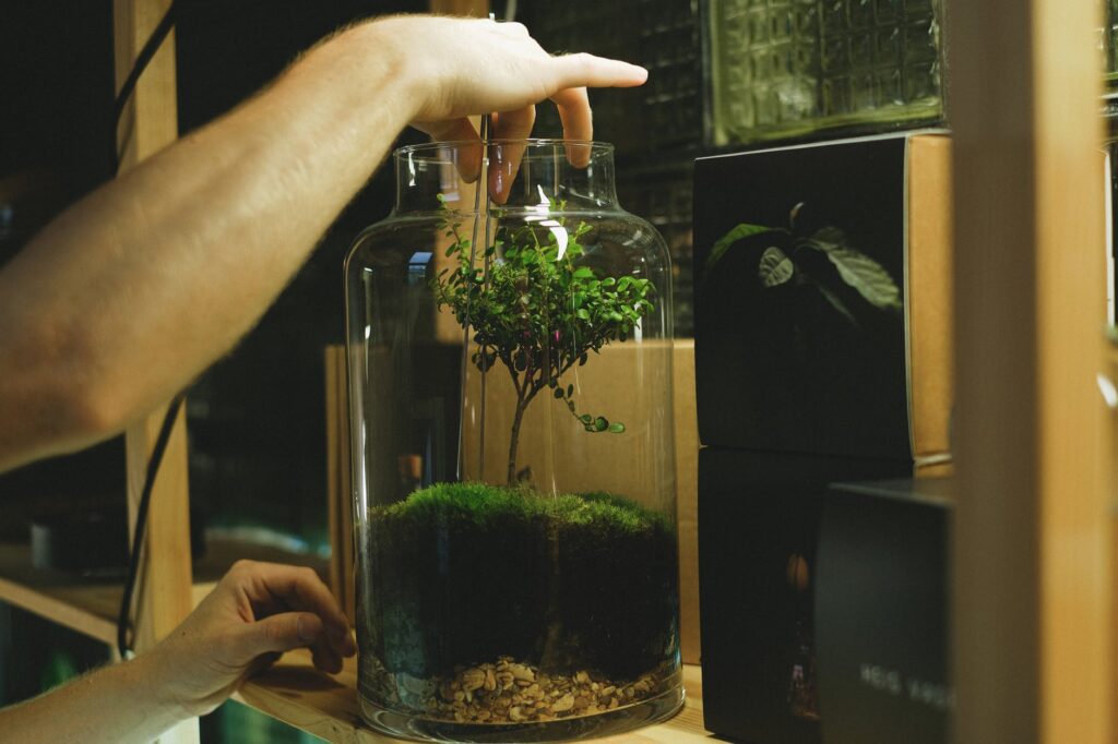 Glass terrariums