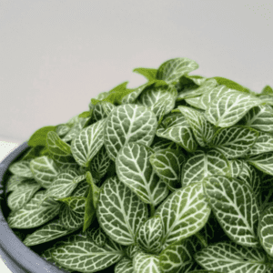 Nerve Plant