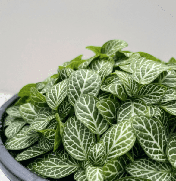 Fittonia albivenis nerve plant for terrariums
