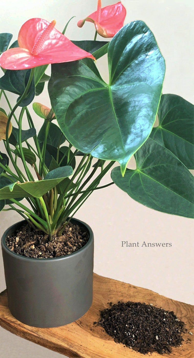 Anthurium potting soil mix