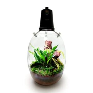OPCOM Large Microgreens Glass Terrarium Dome