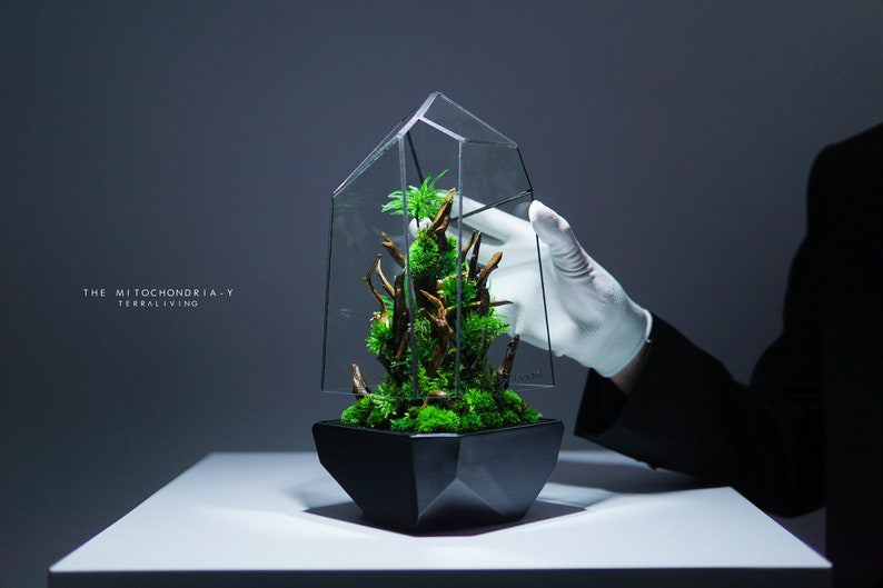 SUPER RARE: The Mitochondria, Luxury Botanical Sculpture, ZERO Preserved Moss Geometric Terrarium by TerraLiving