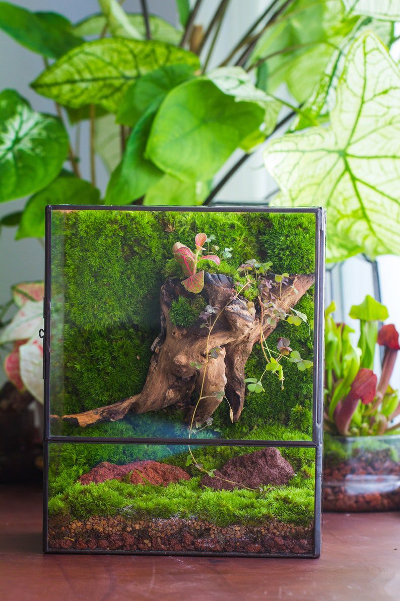 NCYP Close Geometric Glass Terrarium with Door, Tin Sealed Rectangle Tall Moss wall Planter for Moss Wall, Fern, Landscape
