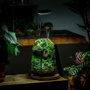 NCYP Close Geometric Glass Terrarium with Door, Tin Sealed  Irregular Tall Planter Succulent Cacti Fern Flower Pot