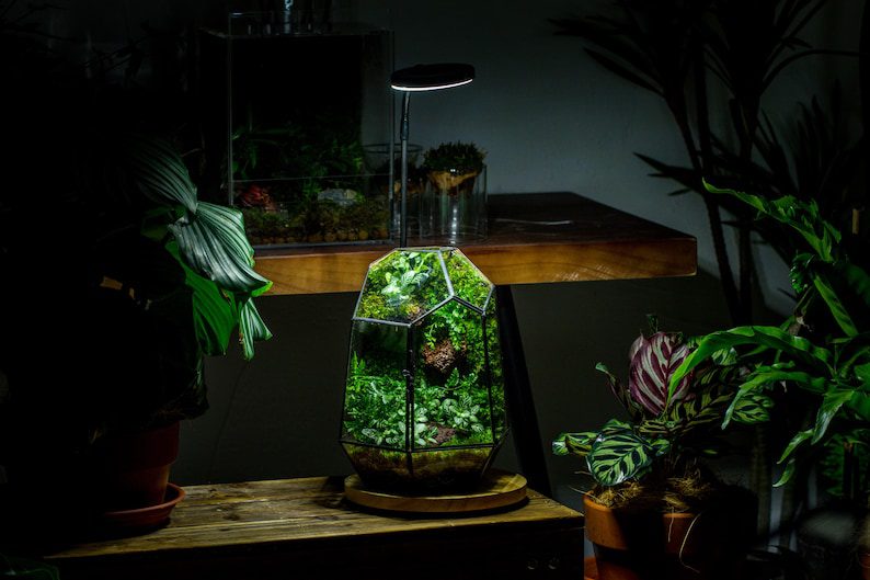 NCYP Close Geometric Glass Terrarium with Door, Tin Sealed  Irregular Tall Planter Succulent Cacti Fern Flower Pot
