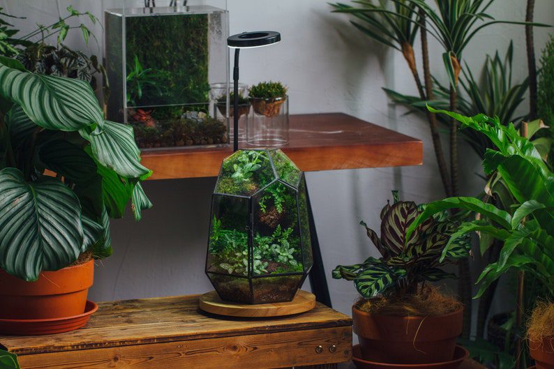 An LED-lit display terrarium