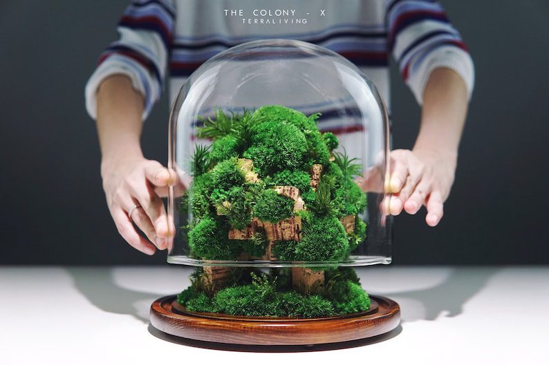 The Colony tree-moss preserved moss terrarium by TerraLiving