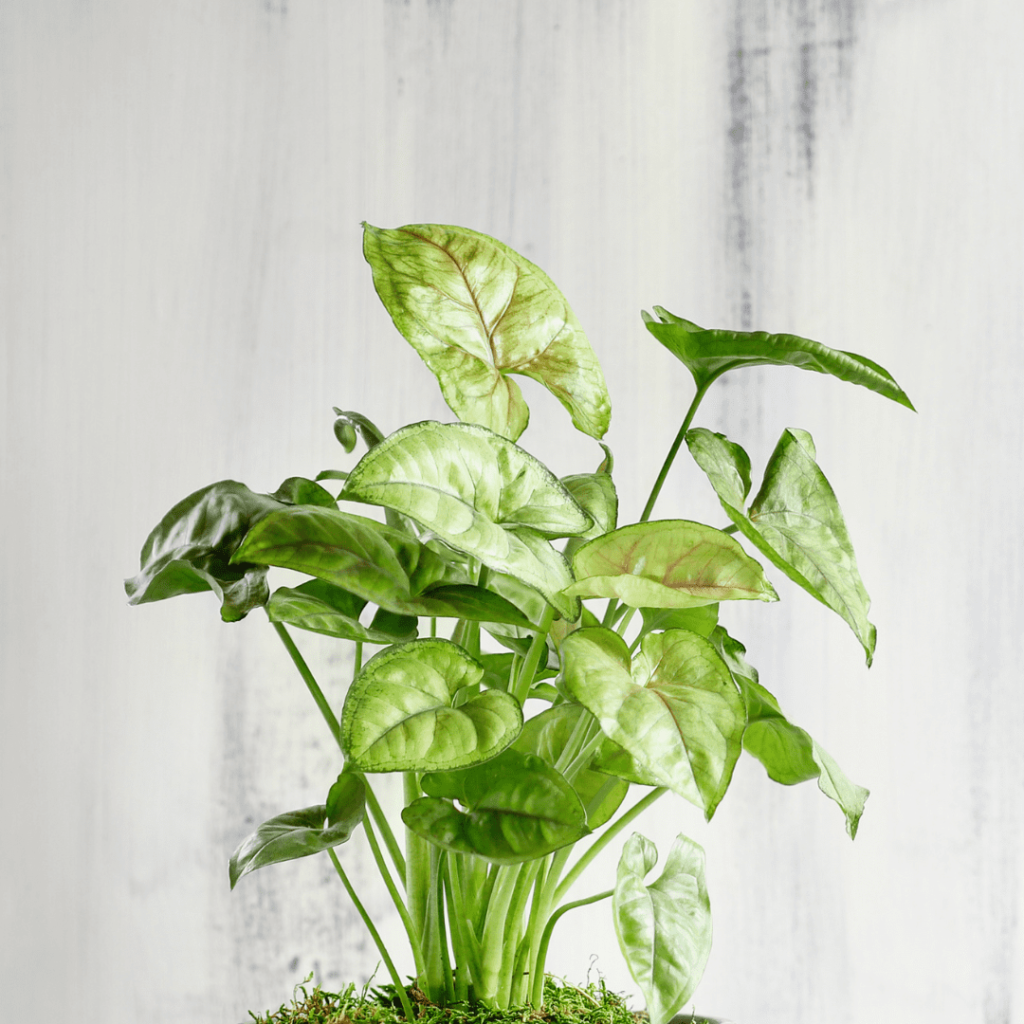 Syngonium Arrowhead (podophyllum) in Terrariums