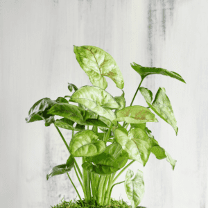 Syngonium Arrowhead (podophyllum) in Terrariums