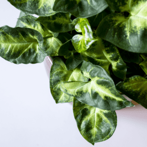 Syngonium Pixie - Caring for Syngonium Pixie in Terrariums