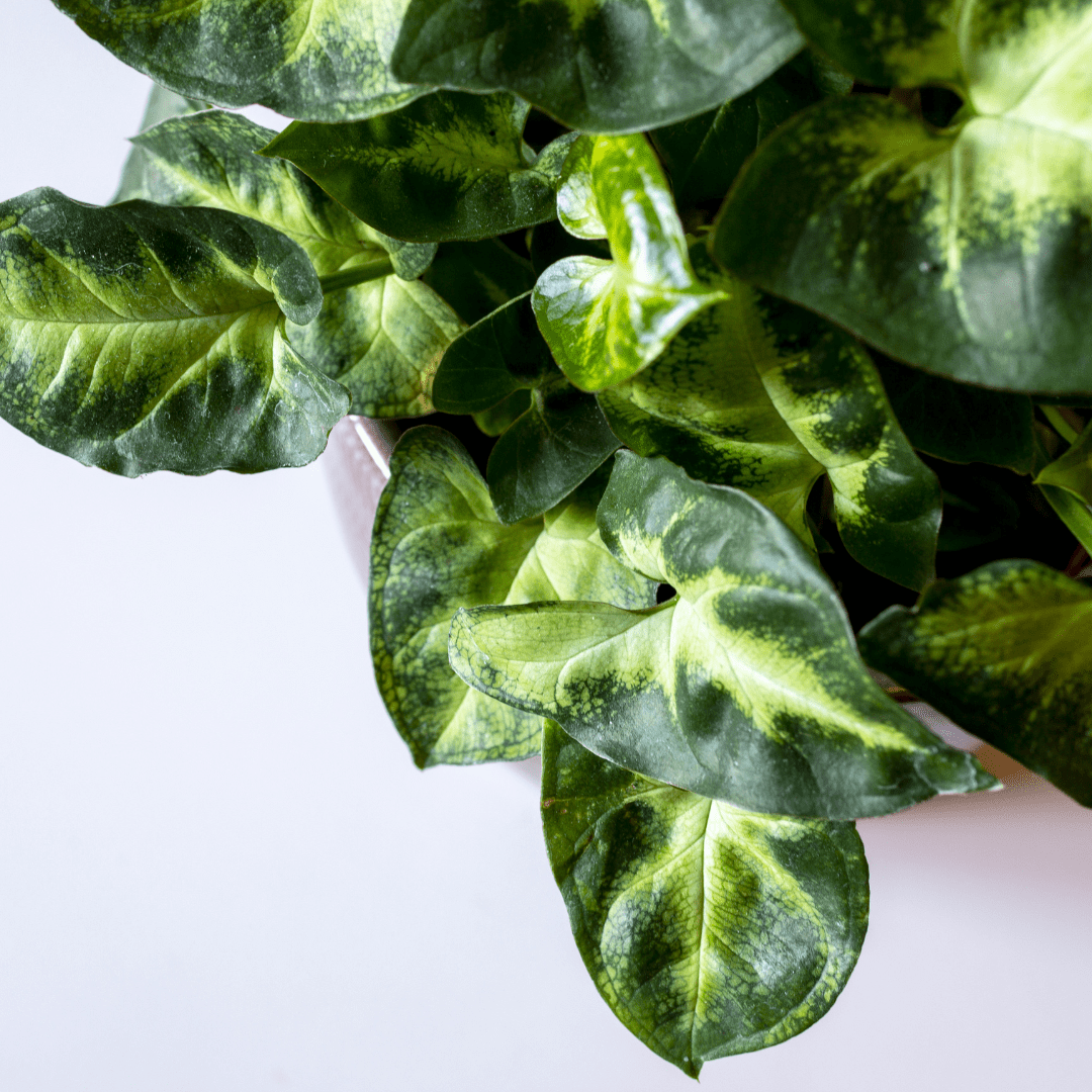 Syngonium Pixie for small terrariums and tiny gardens