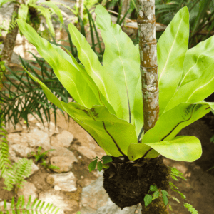 Crispy Wave Fern