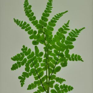 Lemon Button Fern