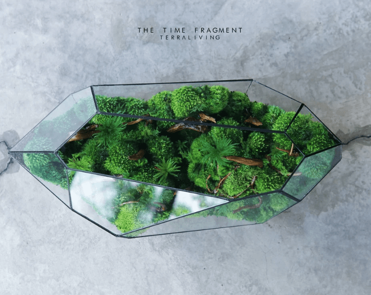 Geometric Terrarium