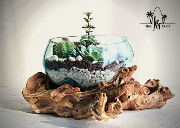 Hand-blown molten glass terrarium set into a natural teak wood base