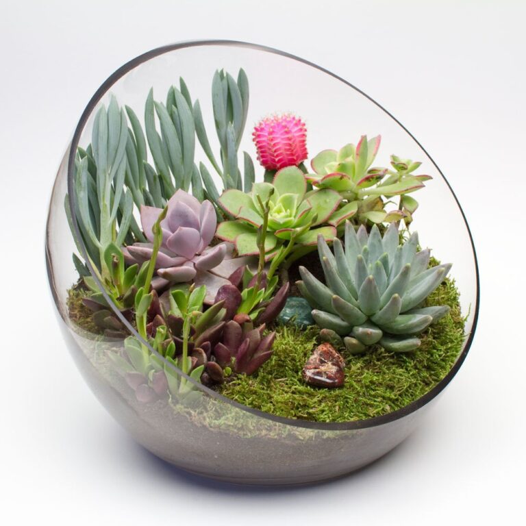 DIY egg-shaped glass terrarium kit with cacti and succulents