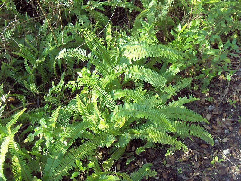 boston ferns in terrariums