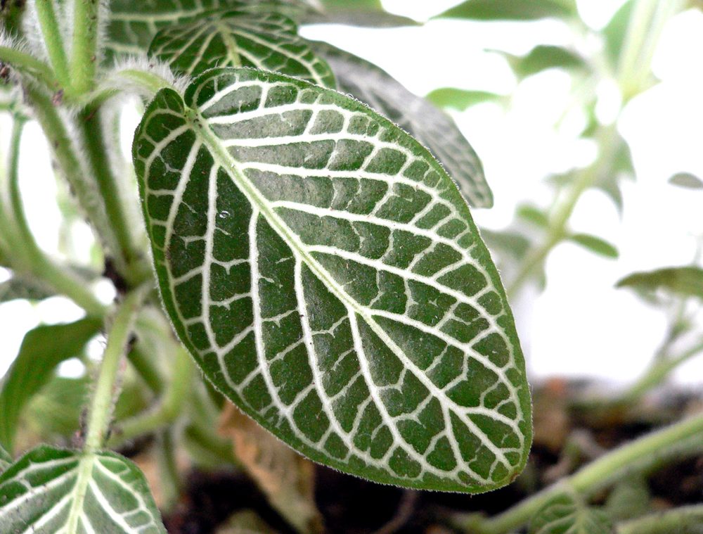 caring for fittonia in terrariums