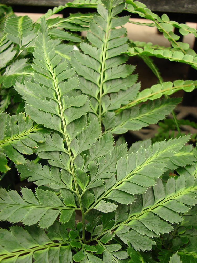 caring for spider ferns in terrariums