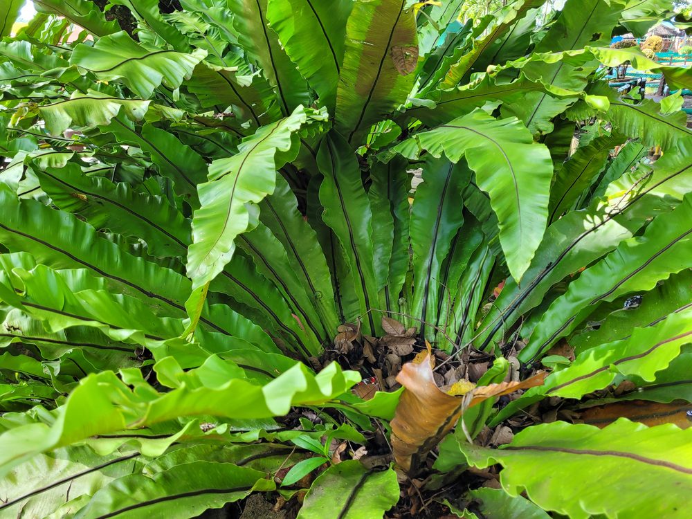 crispy wave fern asplenium nidus