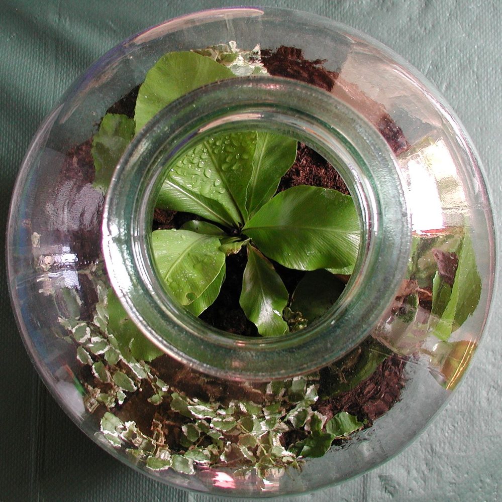 how to make a closed terrarium