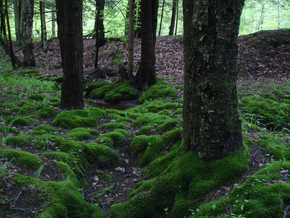 The Best Moss for Terrariums