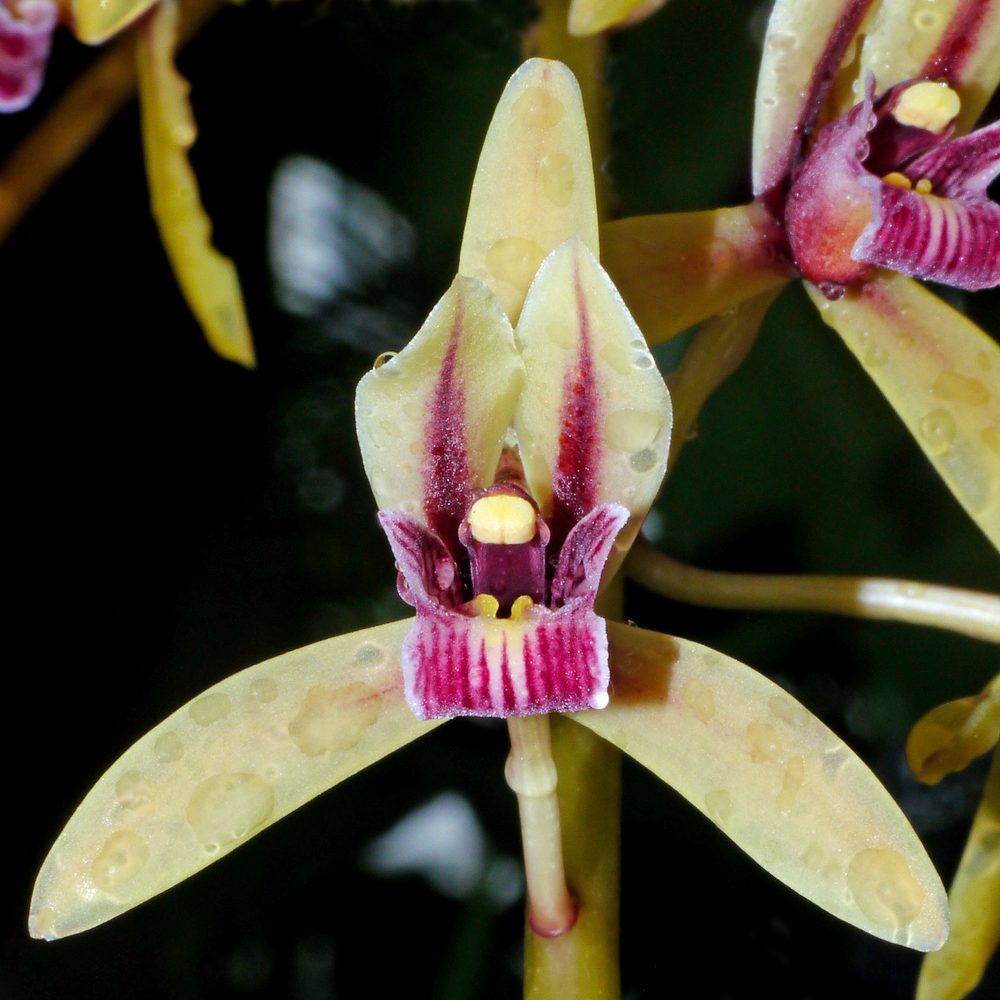 A Quick Guide to Orchids in Terrariums