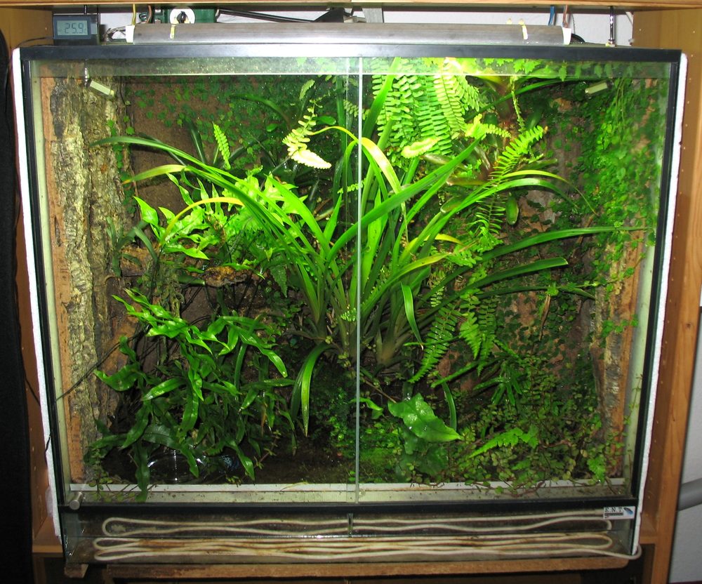 terrarium troubleshooting common problems