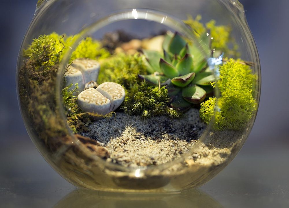how to make a bioactive terrarium