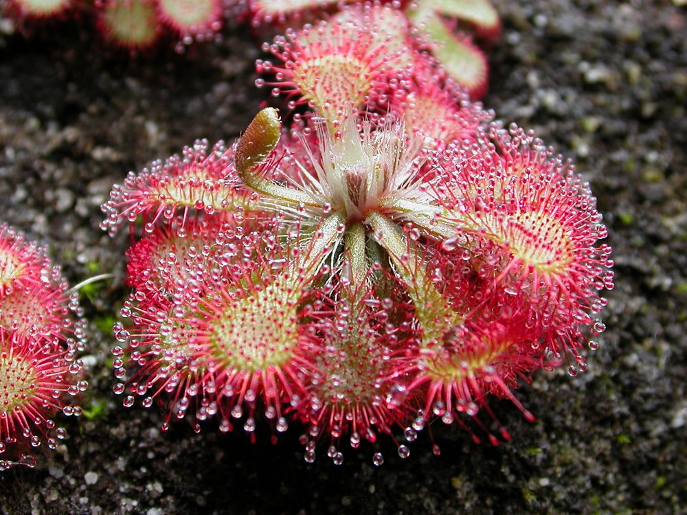 how to grow and care for drosera sundews carnivorous plants in terrariums