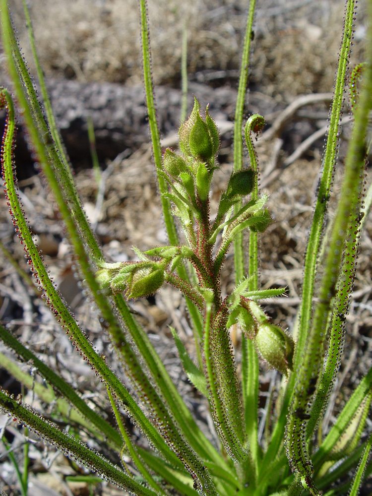 how to grow and care for drosophyllum lusitanicum dewy pine carnivorous plants in terrariums