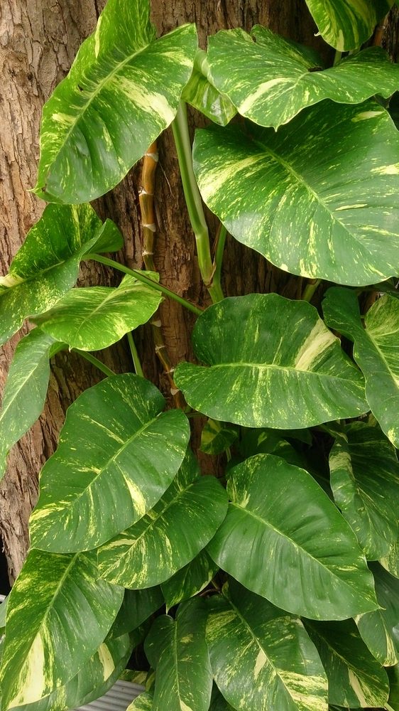 how to grow and care for pearls and jade pothos in terrariums