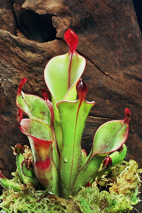 how to grow and care for heliamphora sun pitchers carnivorous plants in terrariums