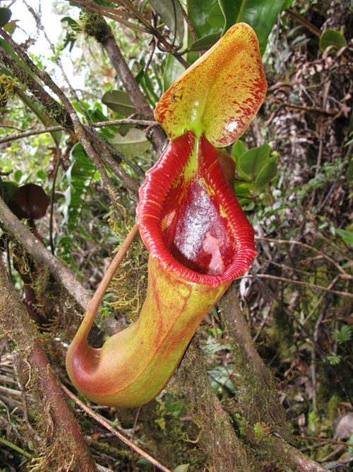 how to grow and care for nepenthes tropical pitcher plants carnivorous plants in terrariums
