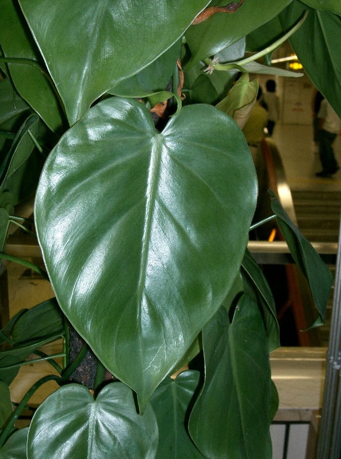 how to grow and care for philodendron brasil in terrariums