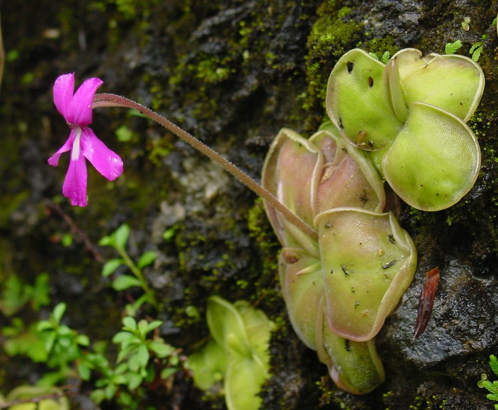how to grow and care for pinguicula butterworts carnivorous plants in terrariums