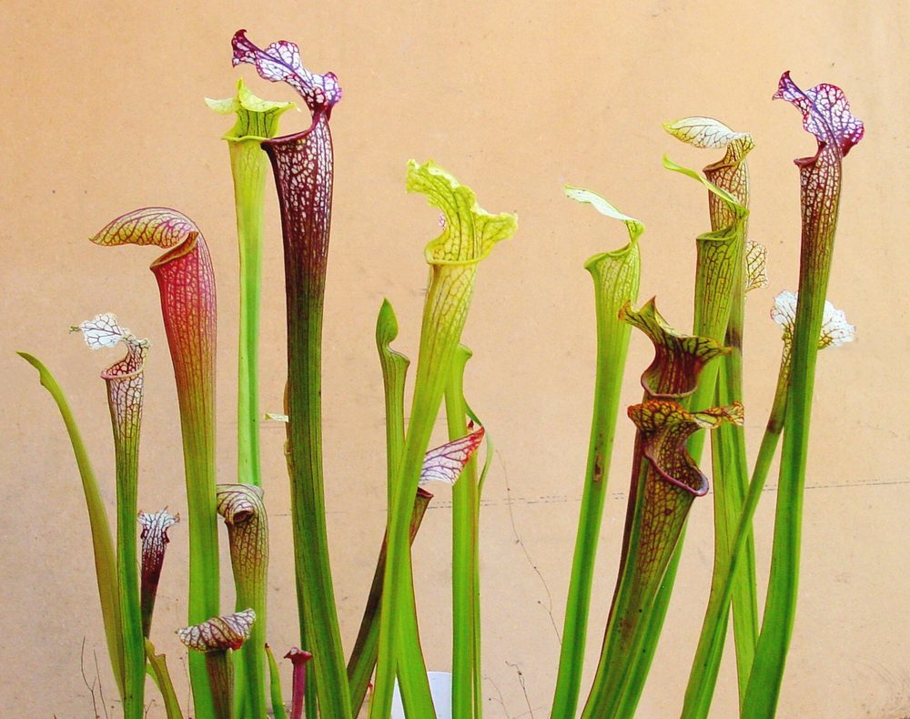 how to grow and care for sarracenia american pitcher plants carnivorous plants in terrariums