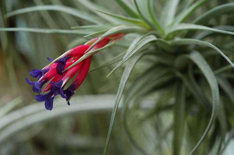 how to grow and care for tillandsia aeranthos air plants in terrariums