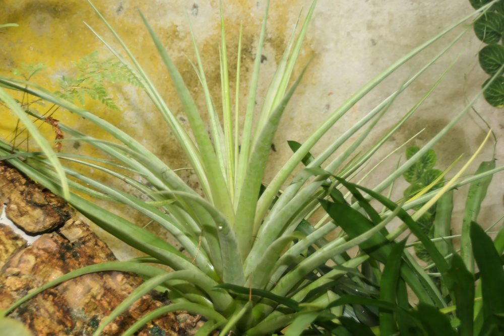 how to grow and care for tillandsia capitata air plants in terrariums