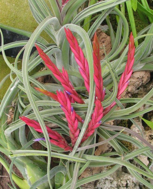 how to grow and care for tillandsia caput medusae air plants in terrariums