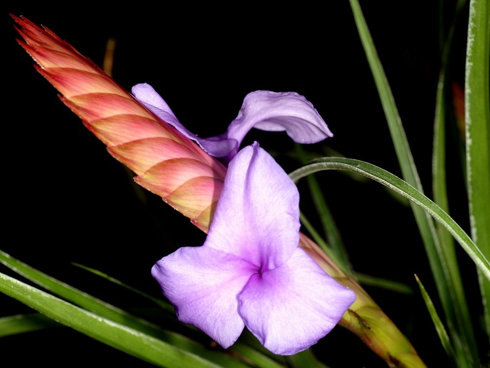 how to grow and care for tillandsia guatemala air plants in terrariums