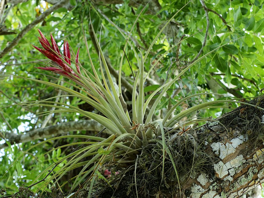 how to grow and care for tillandsia hondurensis air plants in terrariums
