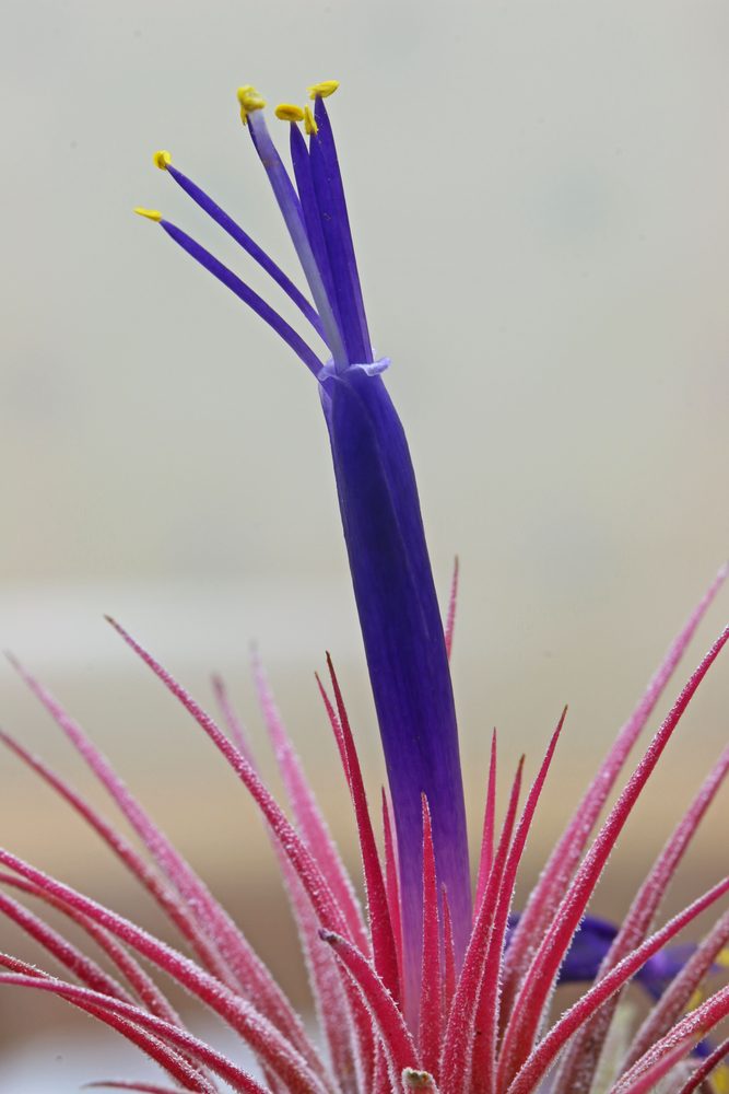 how to grow and care for tillandsia ionantha air plants in terrariums